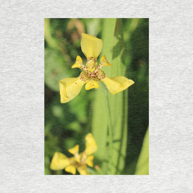 Yellow lily blossom on bright green background by kall3bu